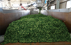 折尾正光園｜茶流れ｜知覧茶は、日本一の生産量を誇る鹿児島県南九州市で生産されているブランド緑茶です。