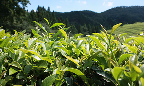 知覧茶の新茶は、日本一早い新茶としても有名です。知覧茶は品質においても全国茶品評会で農林水産大臣賞を度々受賞するなど、全国的に高い評価を得ている銘茶です。
